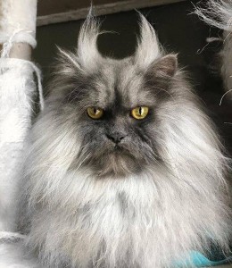 Create meme: gloomy cat, Himalayan cat, angry cat