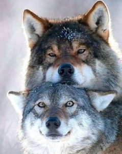 Create meme: wolf, wolves couple