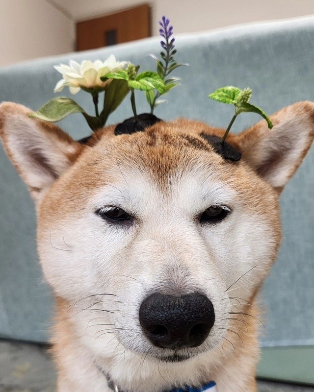 Create meme: shiba inu, Shiba inu dog, shiba inu