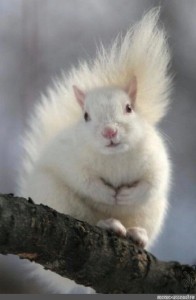 Create meme: albino animal, albino dwarf rabbit, albino squint