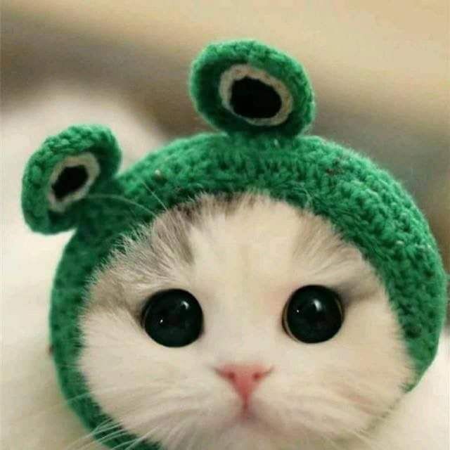 Create meme: a cat in a frog costume, cute cats in hats, cat in the hat