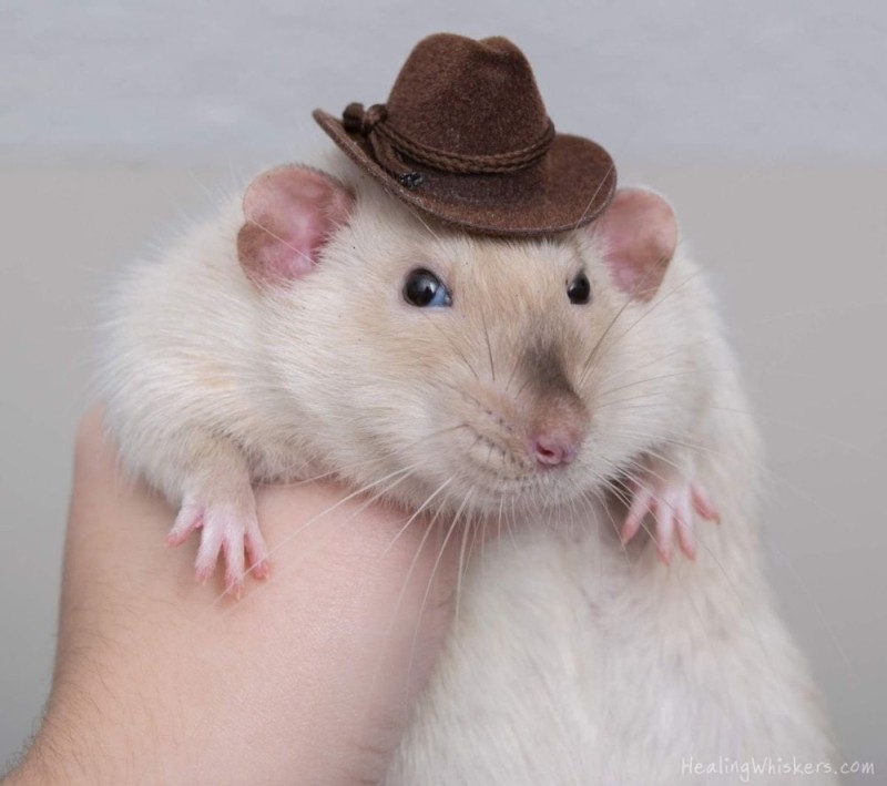 Create meme: the rat in the hat, for rats, rat Dumbo