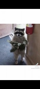 Create meme: raccoon gargle, raccoon