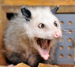 Create meme: possum, possum, opossum