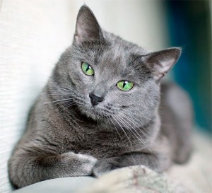 Create meme: the Russian blue cat