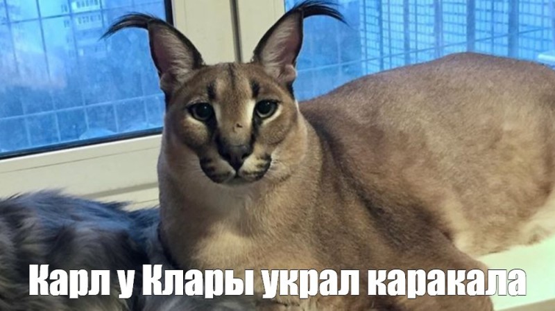 Create meme: the cat caracal, caracal meme, caracal slap