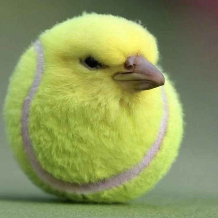 Create meme: tennis ball, a parrot in the shape of a ball, budgies