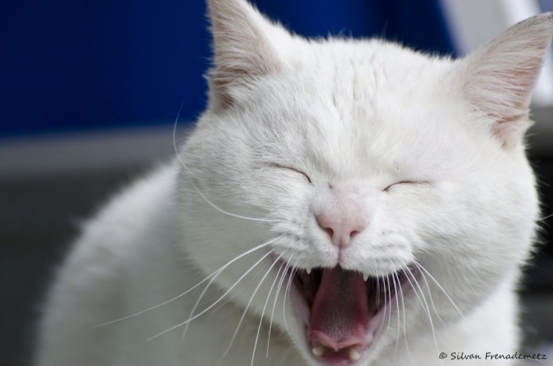 Создать мем: белая кошка зевает, белый кот зевает, ржущий кот