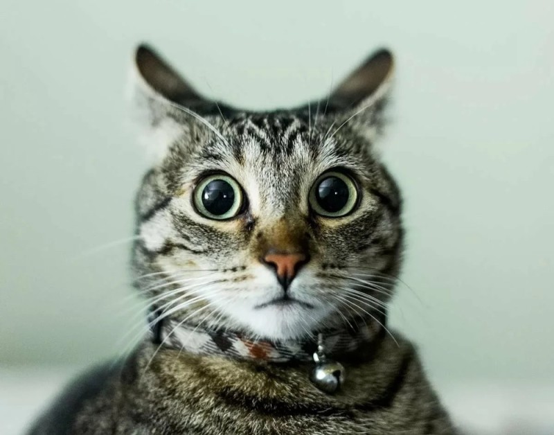 Create meme: cat , the cat is surprised, cat surprised