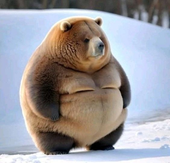 Create meme: the thickest animals, fat bear, chubby animals