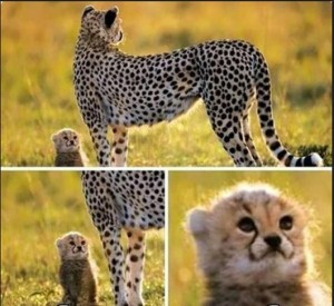 Create meme: small Cheetah, Cheetah cub
