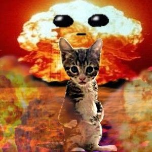 Create meme: cat , seals , adorable kittens