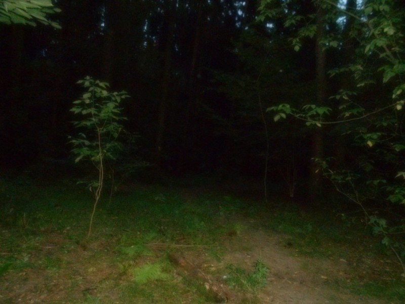 Create meme: scary creatures in the forest at night, night forest , the woods at night