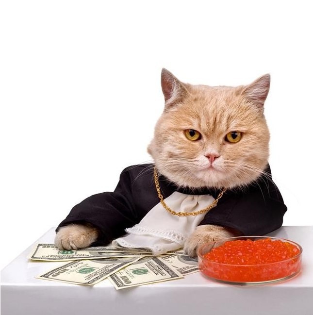 Создать мем: деловая кошка, кот богатый, деловой котик