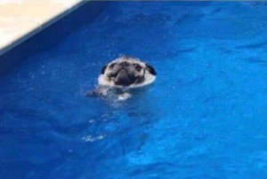 Create meme: pug dog, swim, to swim