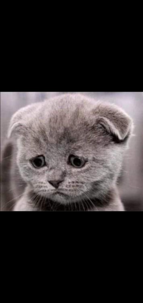 Create Meme Sad Kitty Cat Sad Kitty Pictures Meme 7097