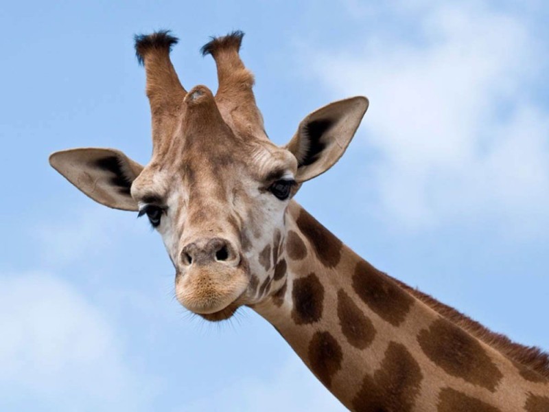 Create meme: giraffe , giraffe, giraffe giraffe