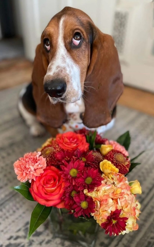 Create meme: basset hound breed, basset hound dog breed, Basset