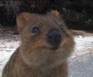 Create meme: smiling animals, quokka an animal, quokka