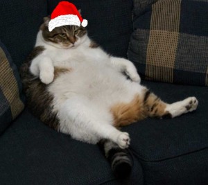 Create meme: fat cat, fat cat, a fat lazy cat