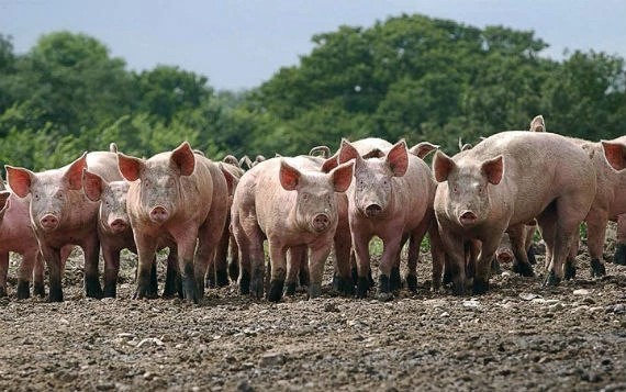 Create meme: pig breeds, a herd of pigs, livenskaya breed of pigs