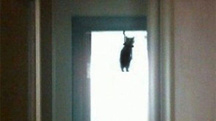 Create meme: kitty hanged, the cat hanged himself meme, the hanged man cat