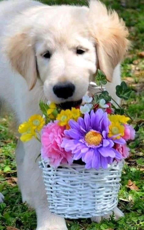 Create meme: pappy the golden retriever, golden retriever, dog with flowers