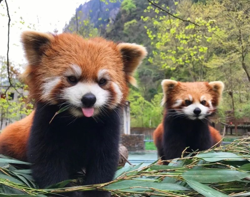 Create meme: little panda, red Panda, animal red panda