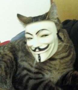 Создать мем: кот анонимус мем, гай фокс, анонимус кот