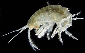 Создать мем: мормыш, gammarus pulex, рачки-бокоплавы крангониксы хлебникова