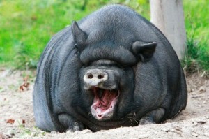 Create meme: boar and hog, boar, pig