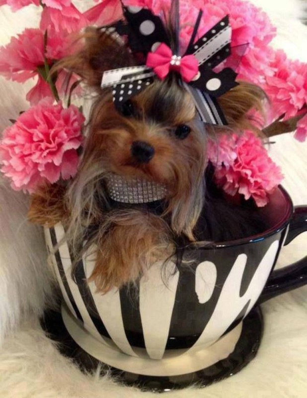 Create meme: Yorkshire Terrier , Yorkshire Terrier puppies, The Yorkshire Terrier is cute