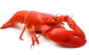 Create meme: lobster