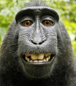 Create meme: people, funny animals, monkey