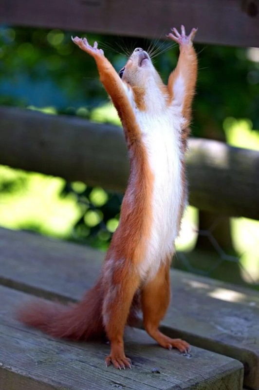 Create meme: funny squirrel , hallelujah, protein with raised legs