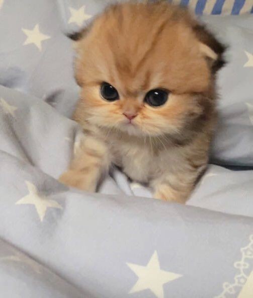 Create meme: Persian kittens , cute animals, adorable kittens