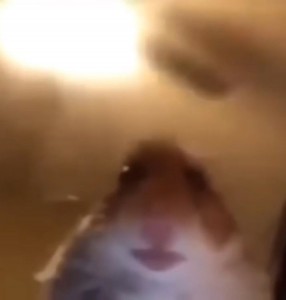 Create meme: hamster selfie, hamster meme