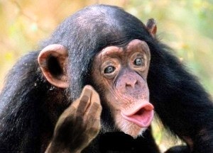 Create meme: chimp meme, chimpanzee, chimpanzees 