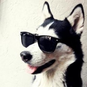 Create meme: the dog on the Ave in the VC, husky with glasses black, cool dog with glasses