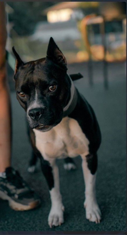 Create meme: American Staffordshire Terrier, purebred Staffordshire Terrier, The American Staffordshire Terrier is white