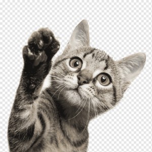 Create meme: cat Peeps, cat, Shorthair