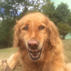 Create meme: Golden Retriever dog
