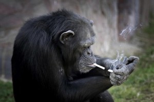 Создать мем: самка шимпанзе, обезьяна с сигаретой, шимпанзе