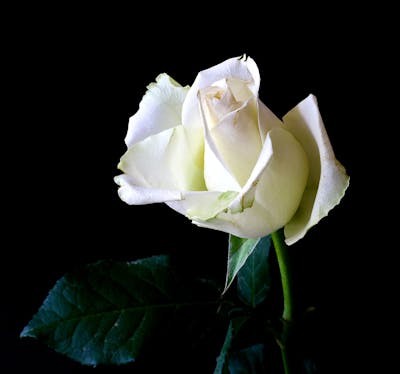 Create meme: white rose, a white rose bud, rose white rose