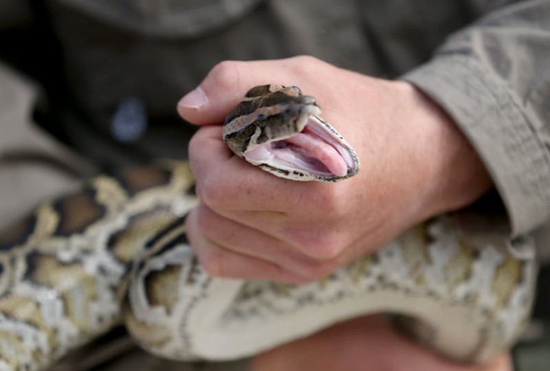 Create meme: The snake is strangling, strangling python, Bitten by a snake