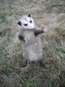 Create meme: funny possum, Virginia opossum, opossums