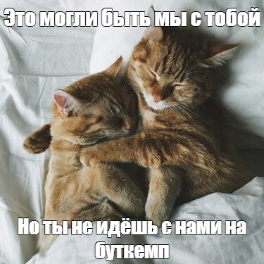 Обнимающиеся коты картинки