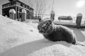 Создать мем: синоптик, небольшой снег, снег