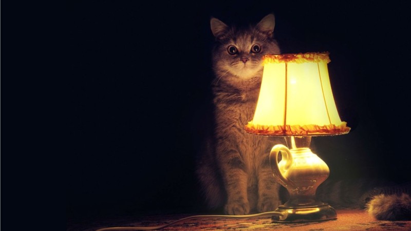 Create meme: cat with lamp , tube cat, in the evening 