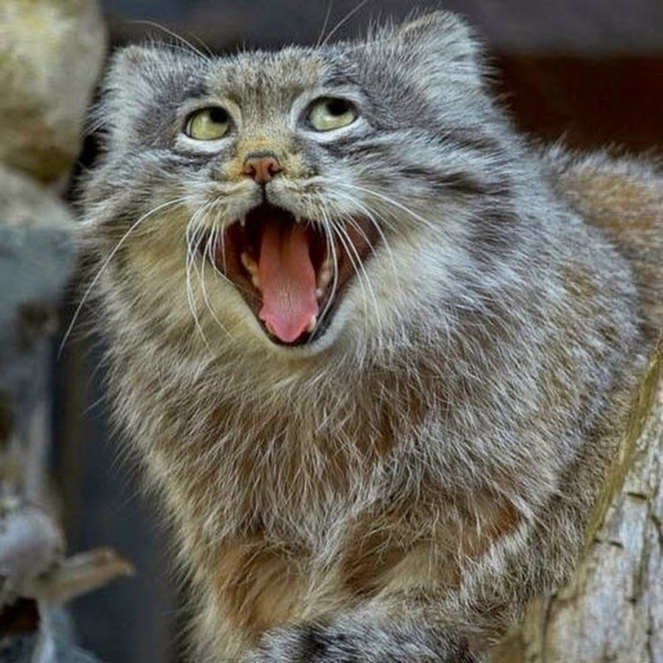 Create meme: manul, animal , manul is evil, wild cat manul